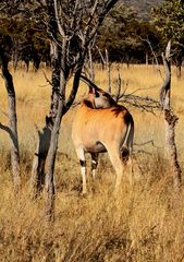 Livingstone Eland Ka