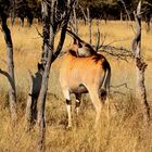 Livingstone Eland Ka