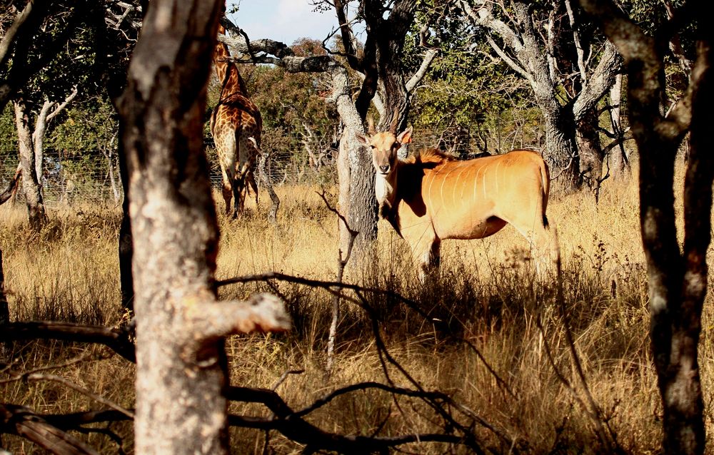 Livingstone Eland Za 