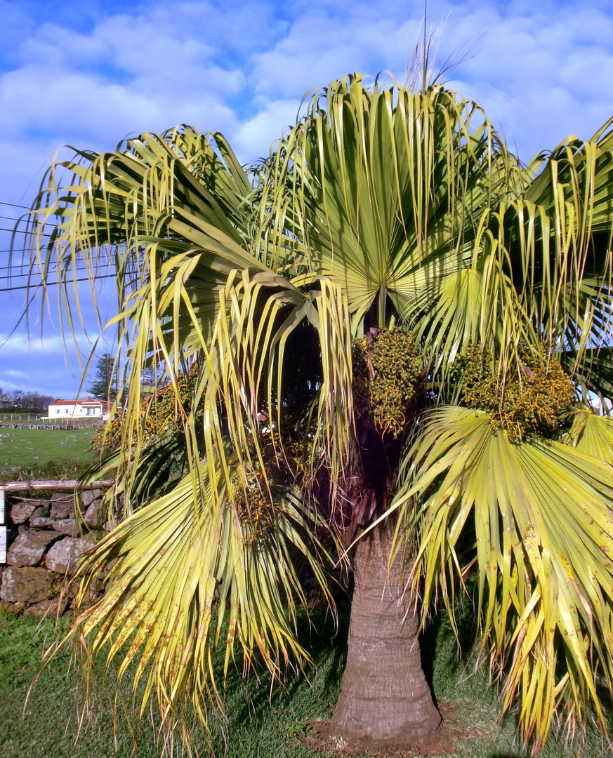 Livistona chinensis palme 17 Dezember - 14 Tage im Folge mit Max Temperatur uber 18º C