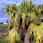 Livistona chinensis palme 17 Dezember - 14 Tage im Folge mit Max Temperatur uber 18º C