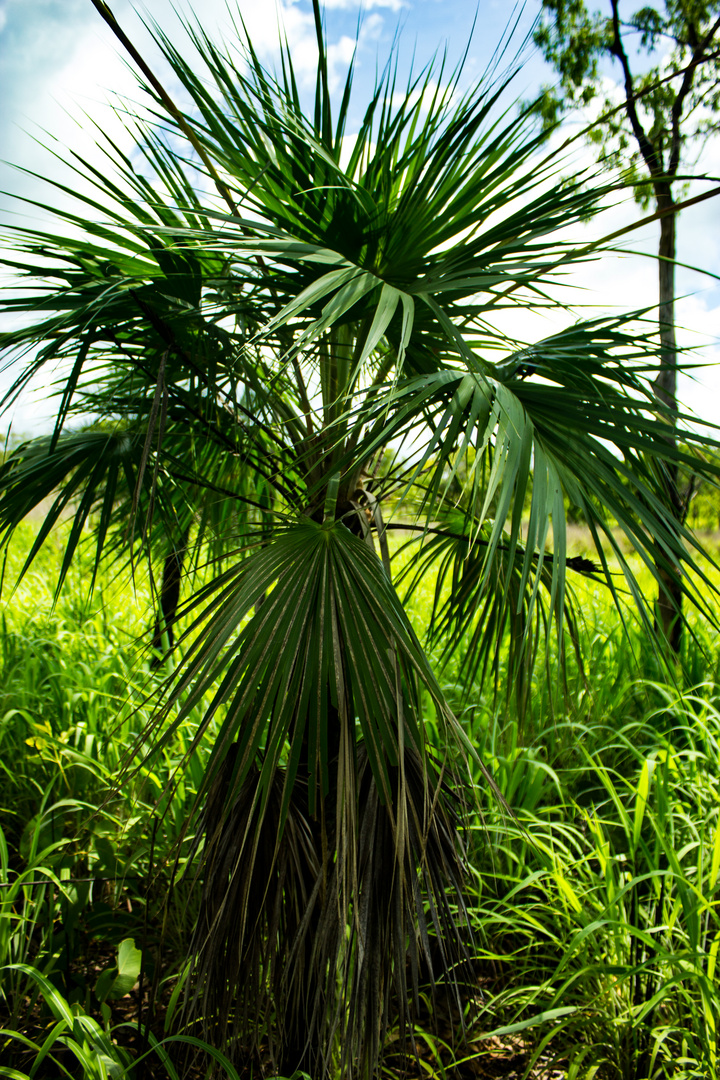 Livistona humilis (Sand Palm)