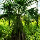 Livistona humilis (Sand Palm)