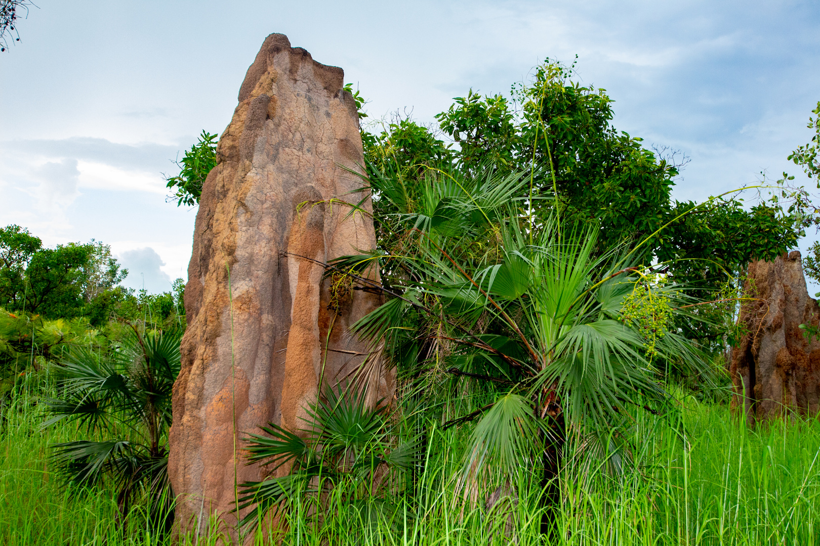 Livistona humilis & Termite Hill