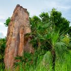 Livistona humilis & Termite Hill