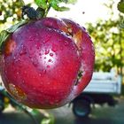 Livreur de pommes