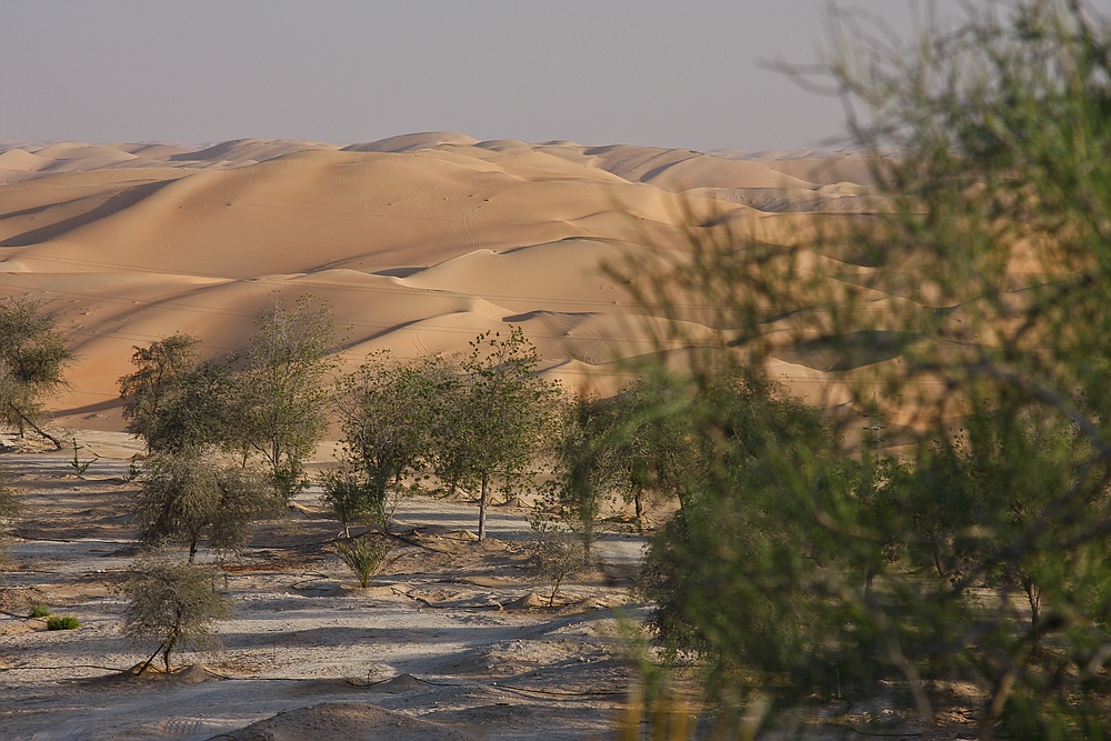 Liwa Oase - Rub Al Khali