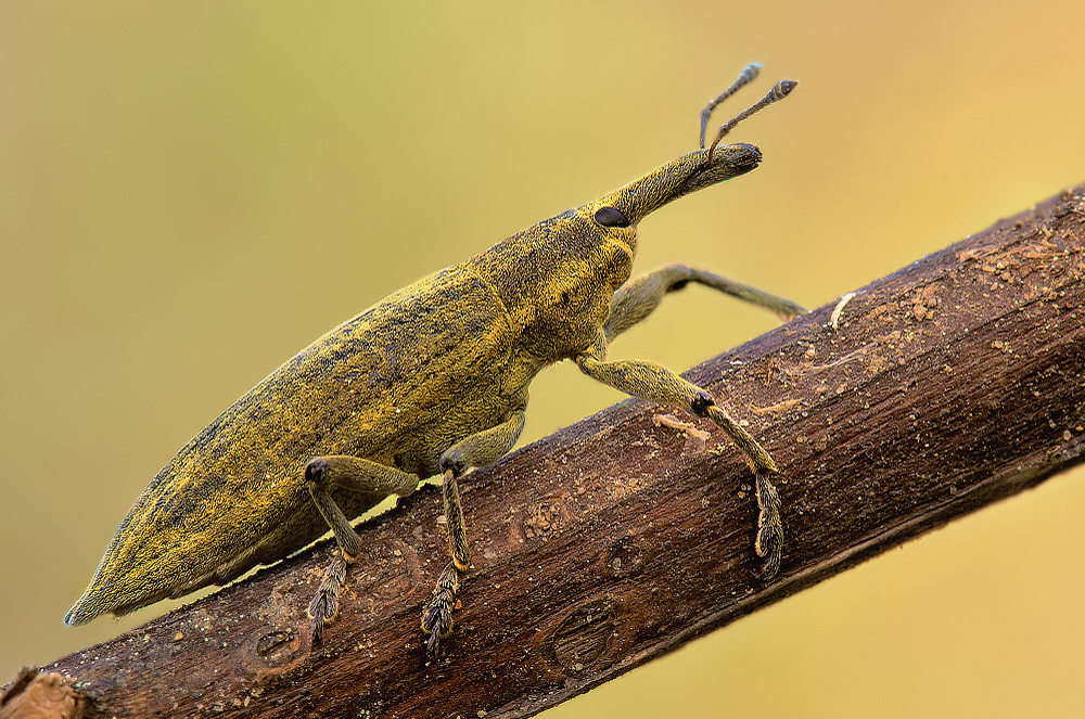 Lixsus pulverulentus, il "Minitapiro"