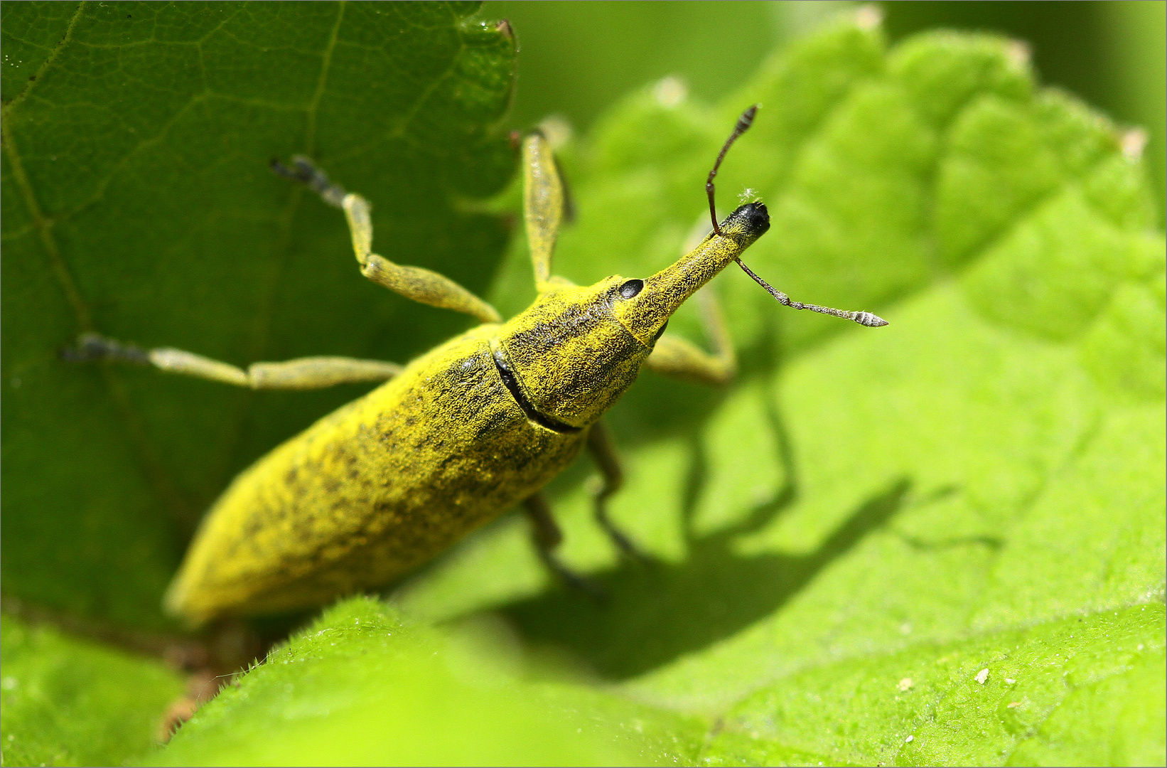 Lixus angustatus