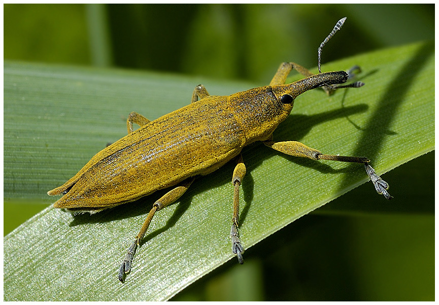 Lixus Iridis