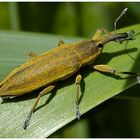 Lixus Iridis