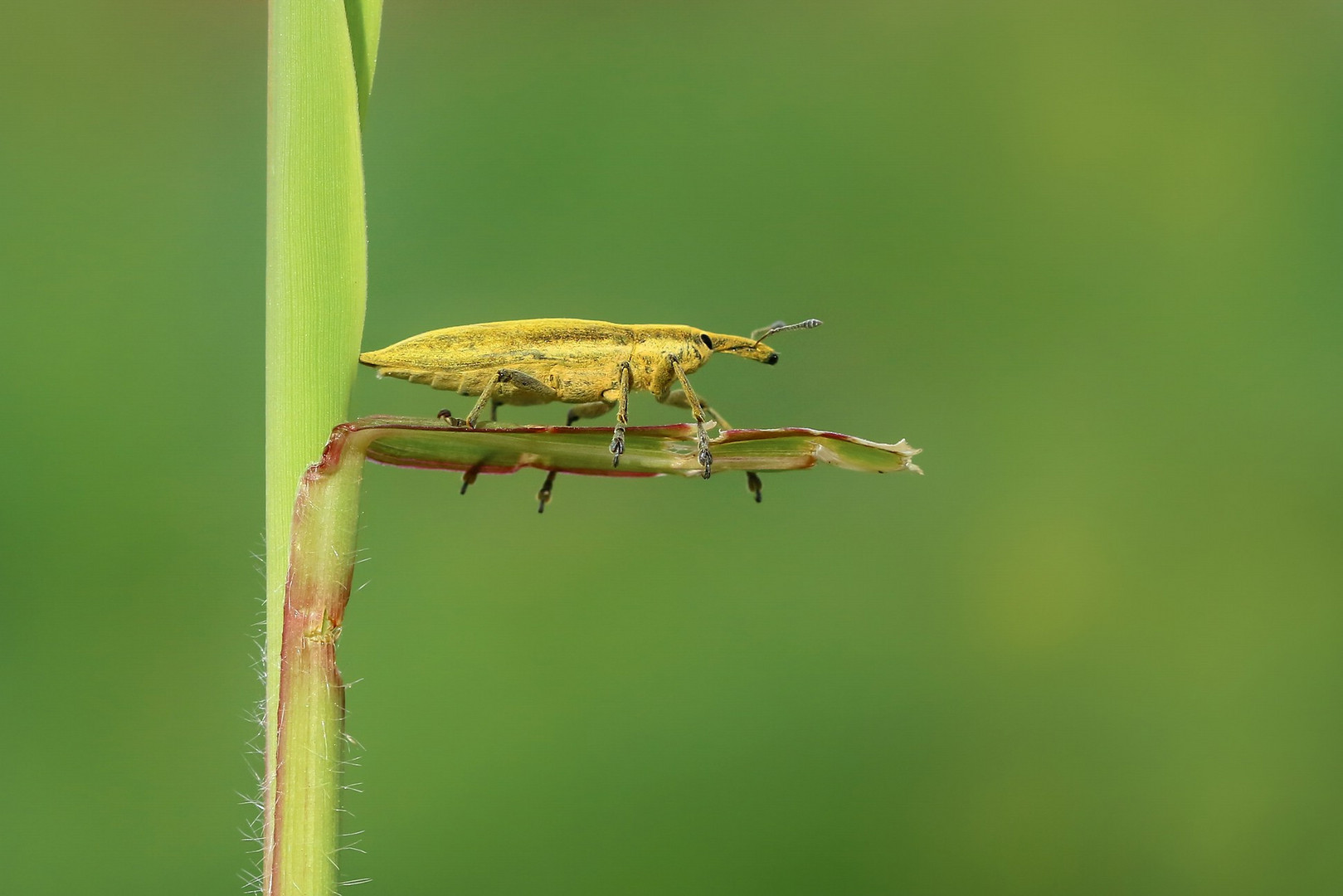 Lixus iridis