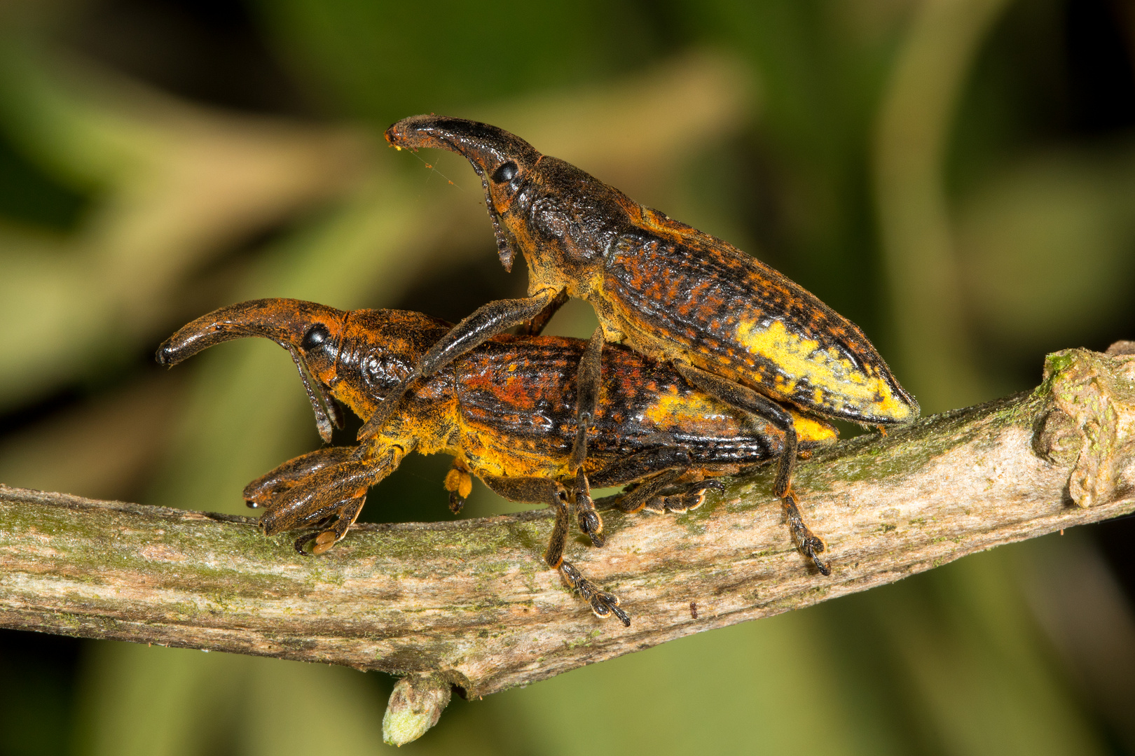 Lixus Rüsselkäfer (Lixus sp.)