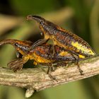 Lixus Rüsselkäfer (Lixus sp.)