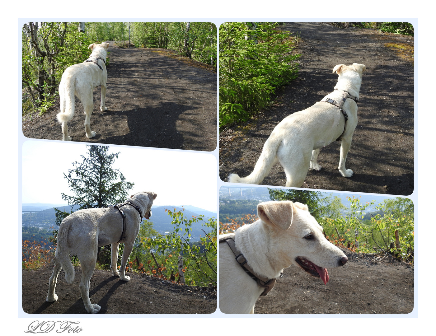 Liza auf der Sandhalde der Charlottenhütte