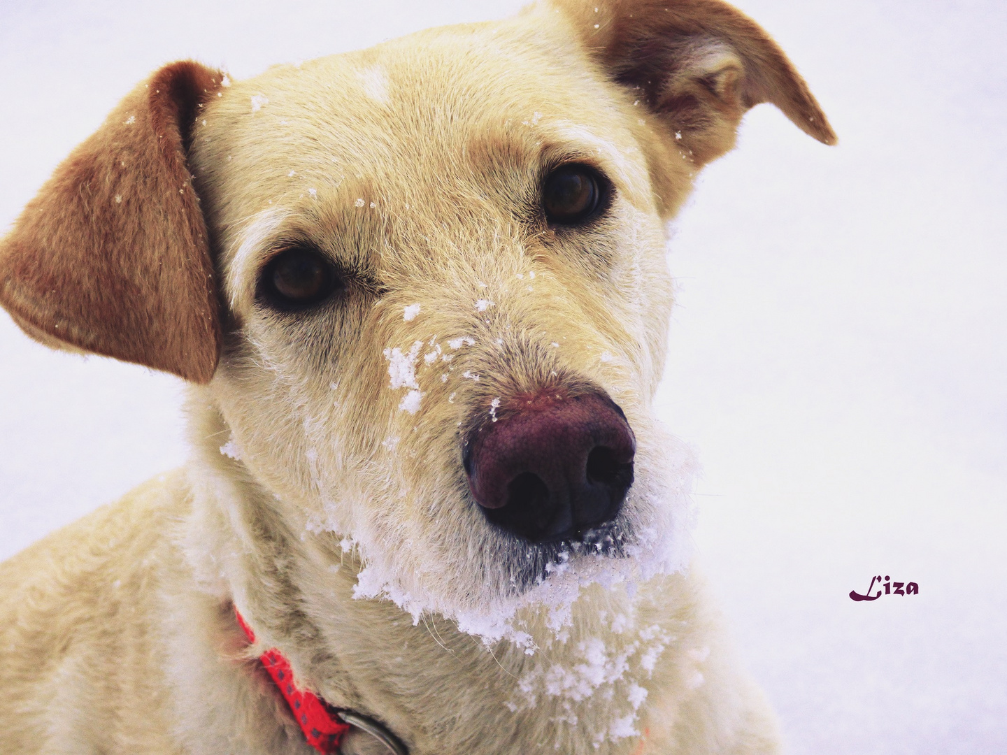 Liza im Schnee