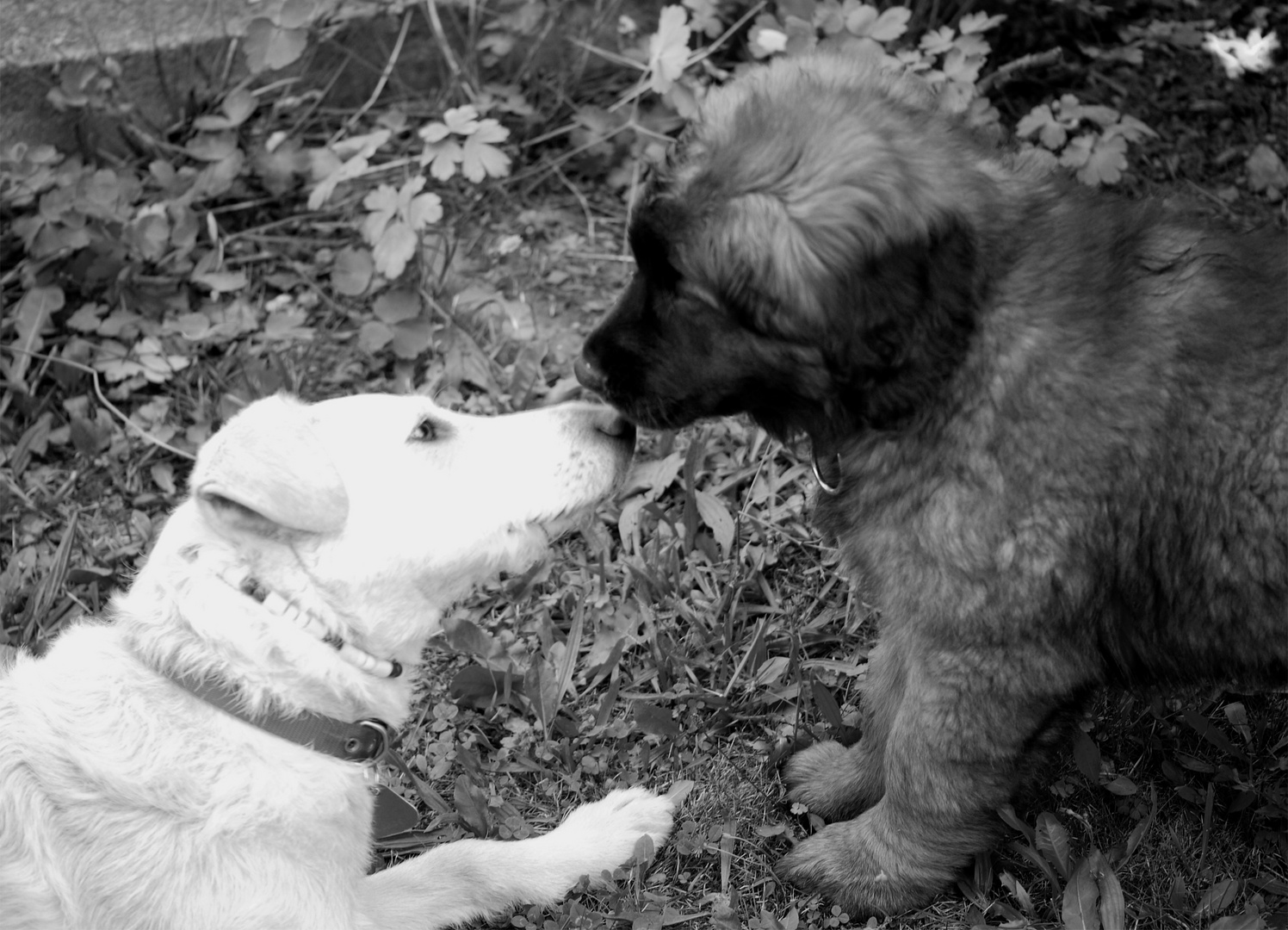 Liza und klein Wilhelm