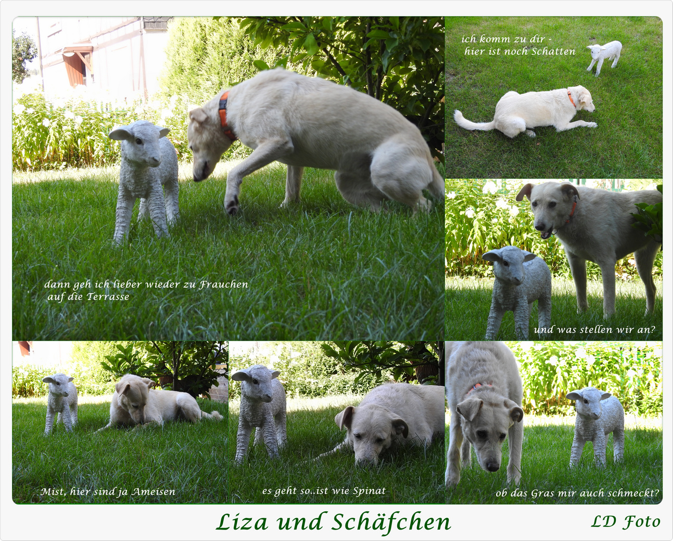 Liza und Schäfchen