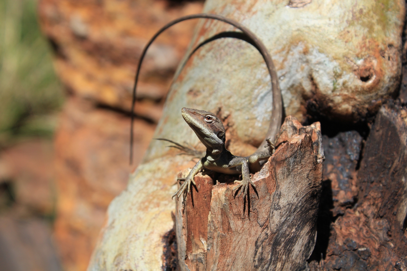 Lizard beim Fotoshooting