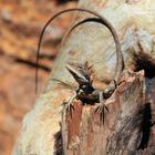 Lizard beim Fotoshooting