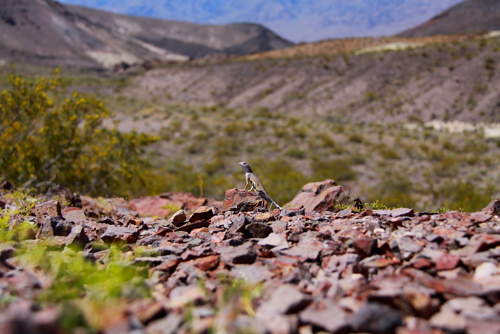 Lizard - Death Valley