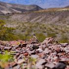 Lizard - Death Valley