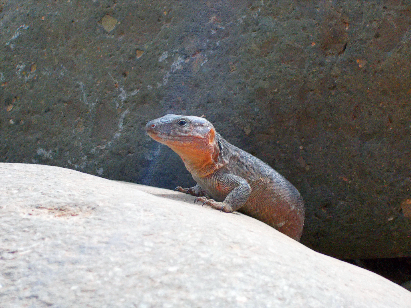 Lizard Dunas Maspalomas