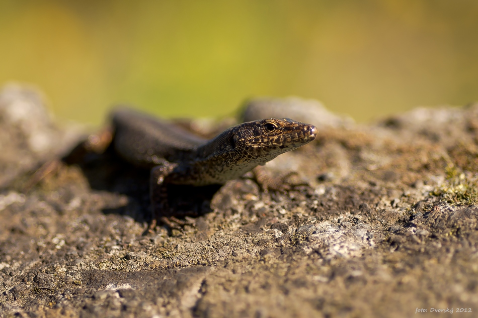 Lizard from Madeira