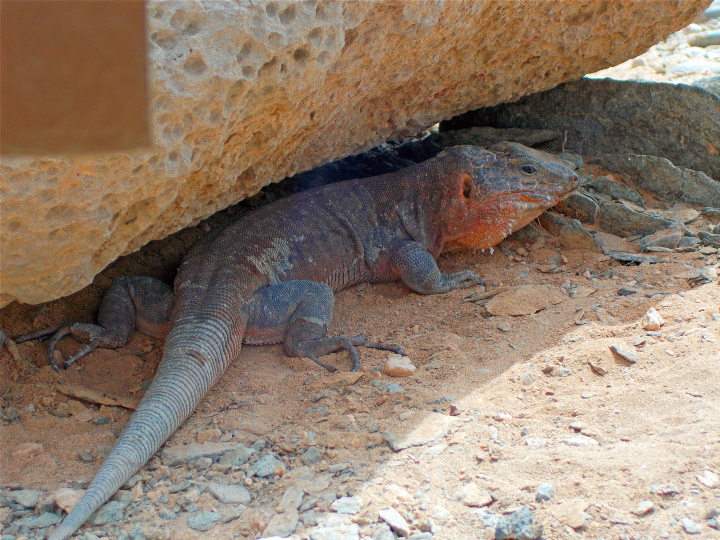 Lizard Gran Canaria