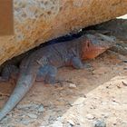 Lizard Gran Canaria