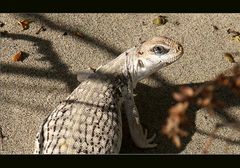 Lizard im Death Valley ...