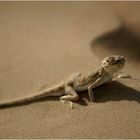 Lizard in a desert