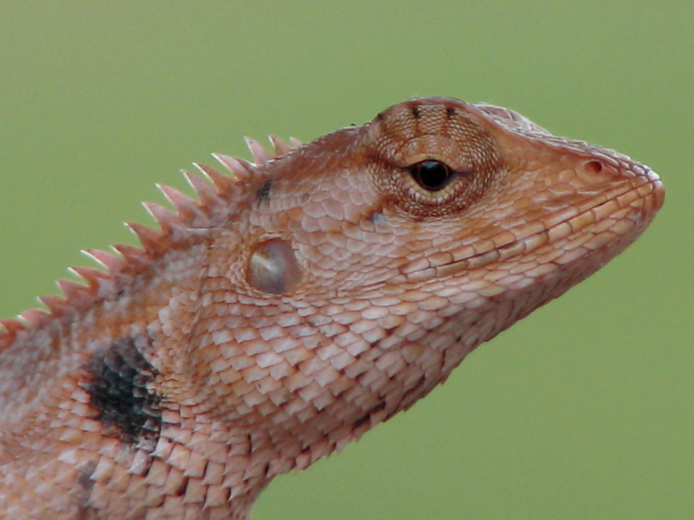 Lizard in Angkor, Cambodia