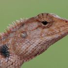 Lizard in Angkor, Cambodia