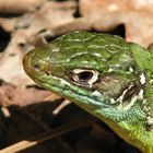 Lizard in Aquitaine, France