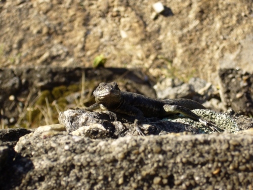 lizard in Brazil