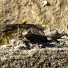 lizard in Brazil