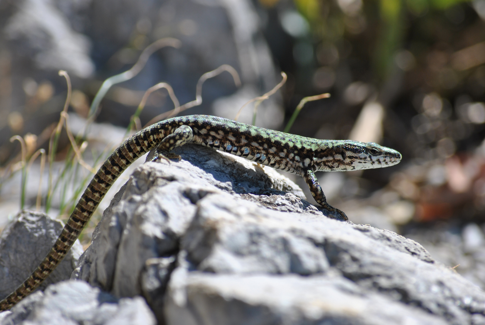 Lizard in Cheile Nerei