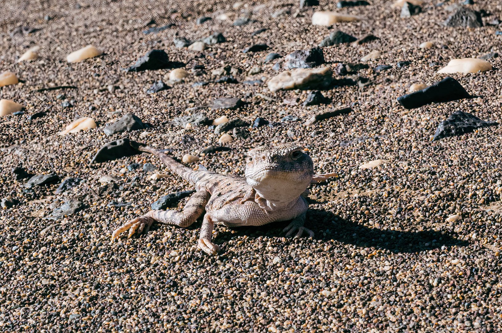 Lizard in der Wüste Lut