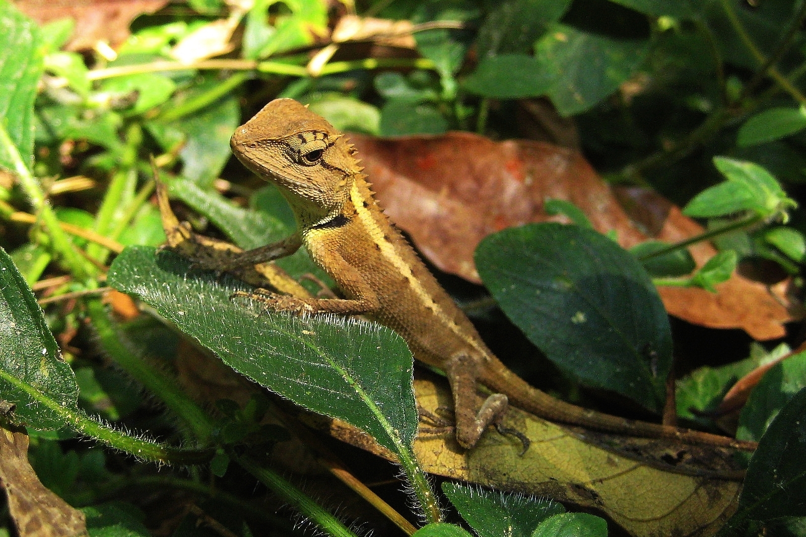 Lizard in Kao Sok