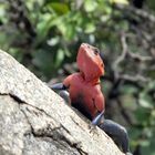 Lizard in Serengeti (Tanzania)