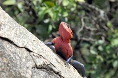 Lizard in Serengeti (Tanzania)