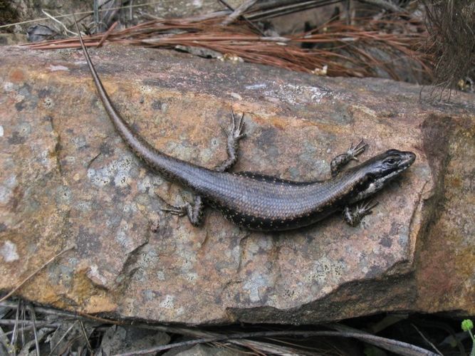 Lizard in the Grampians