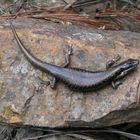 Lizard in the Grampians