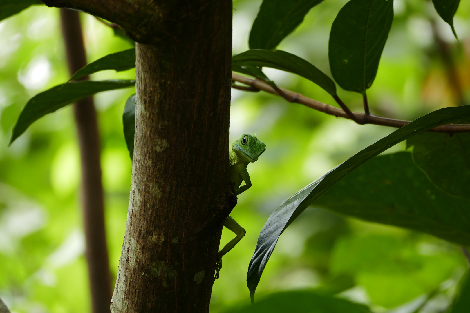 Lizard is watching me