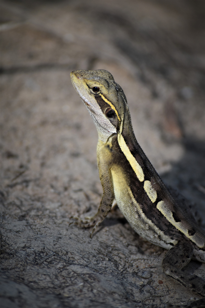 Lizard: Long Nosed Dragon