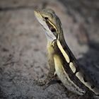 Lizard: Long Nosed Dragon
