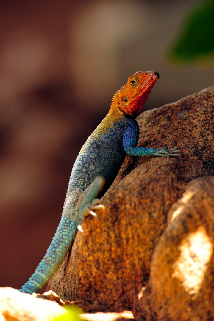 Lizard, oder wie Beate weiß: Felsagame -  Masai Mara, Kenya