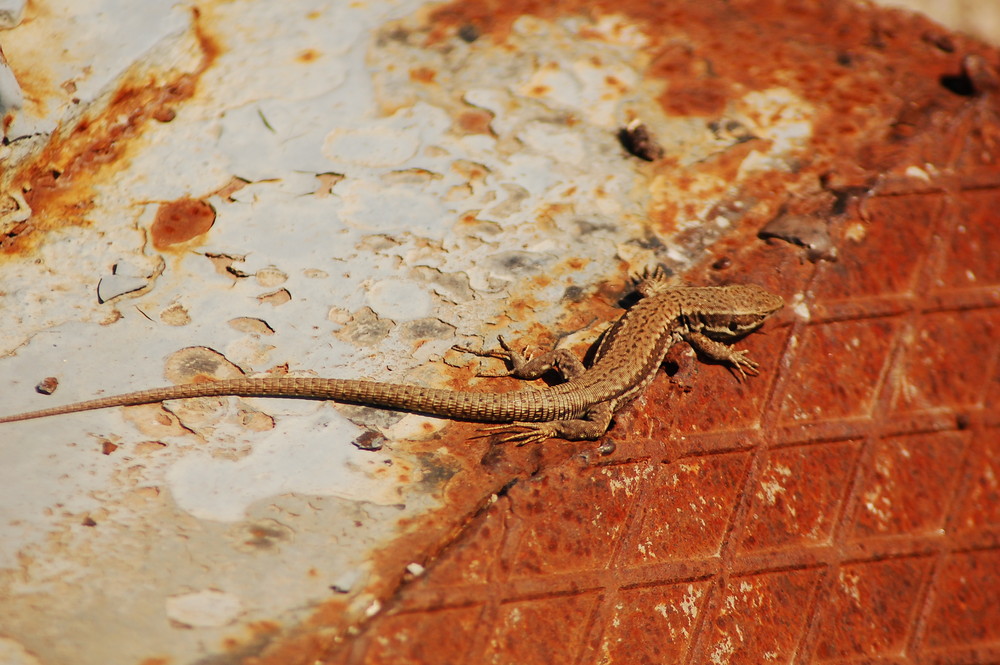 Lizard on a Hot Tin Roof