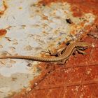 Lizard on a Hot Tin Roof